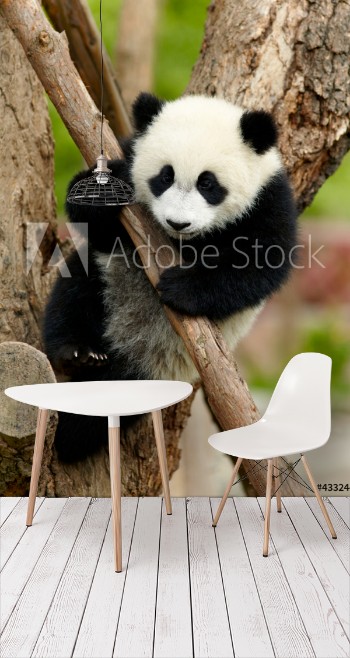 Bild på Giant panda baby over the tree